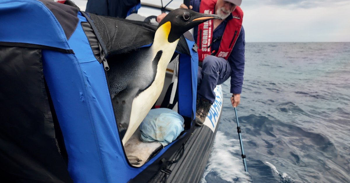 Emperor penguin found in Australia is released back into the wild