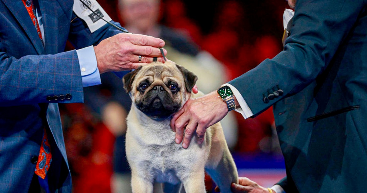 ‘Vito’ the pug wins best in show at annual National Dog Show competition