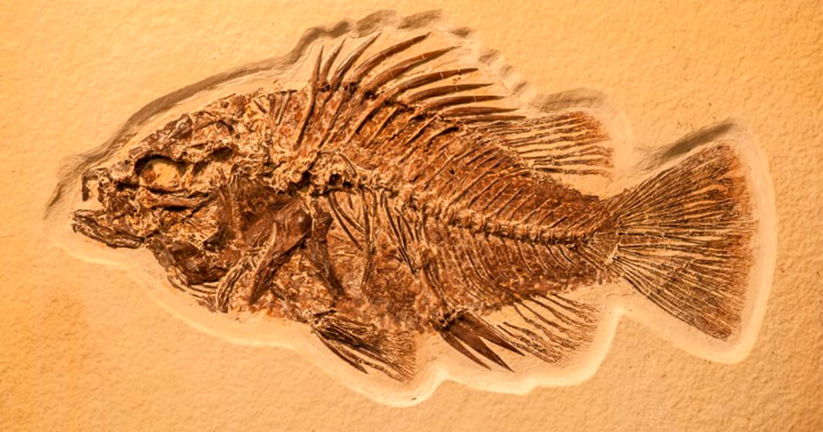 Así Eran Las Criaturas De Hace 450 Millones De Años Que Respiraban A