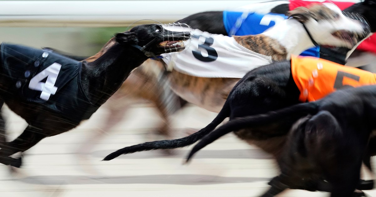 New Zealand to ban greyhound racing over animal welfare concerns