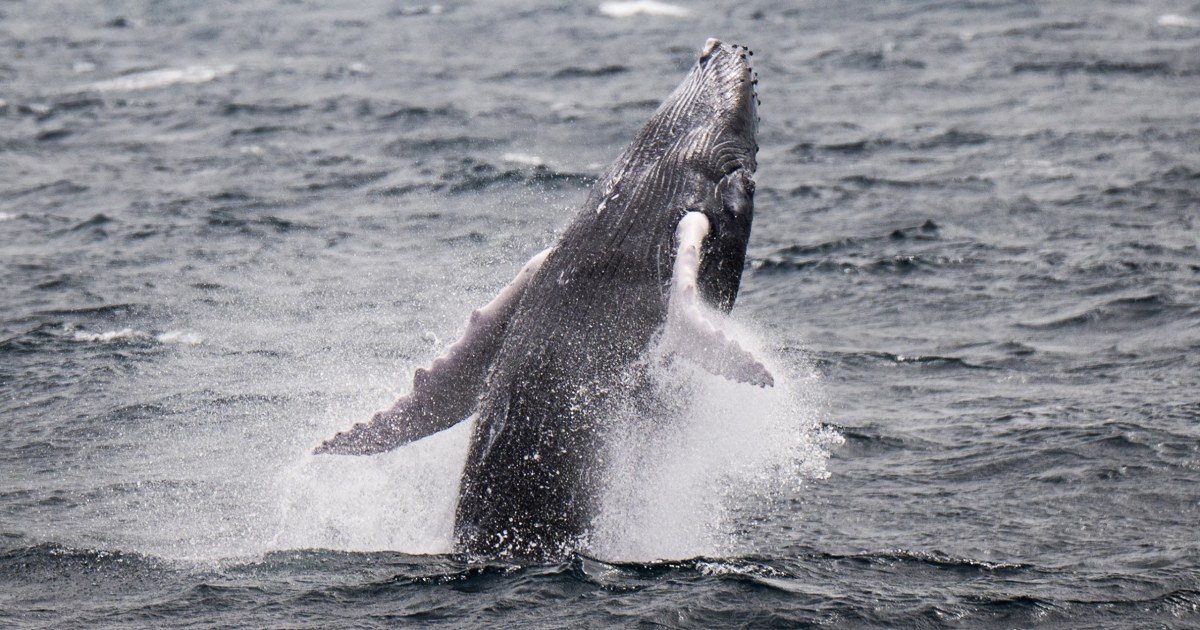 Whale breaks document, swimming throughout 3 oceans on the lookout for new breeding flooring