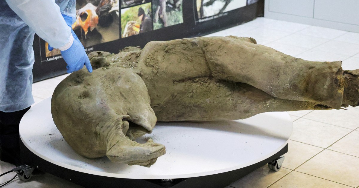 Discovery of fifty,000-year-old child mammoth an enormous boon to researchers