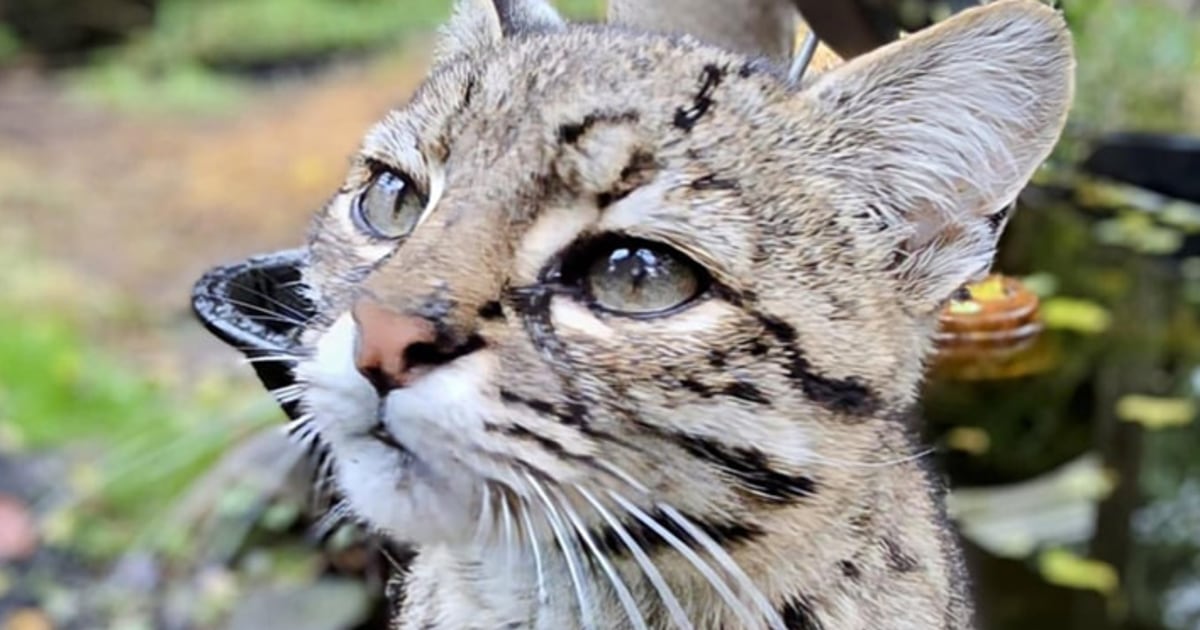 20 big cats die from bird flu at Washington wildlife sanctuary