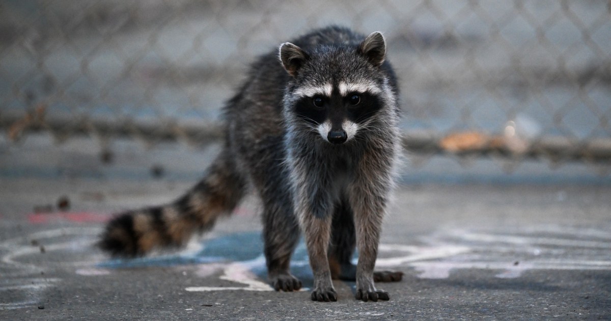 Raccoon assaults toddler inside his Idaho residence