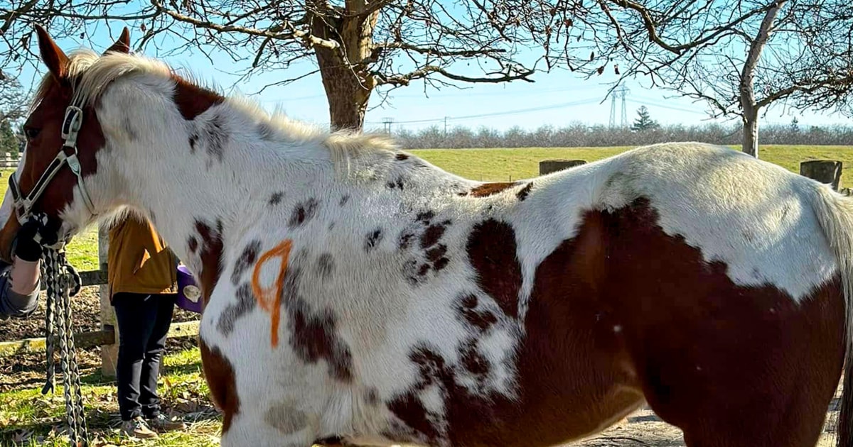 California woman arrested after 27 dead horses are found across several ...