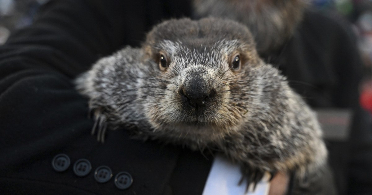 Punxsutawney Phil sees his shadow, predicting 6 more weeks of wintry weather