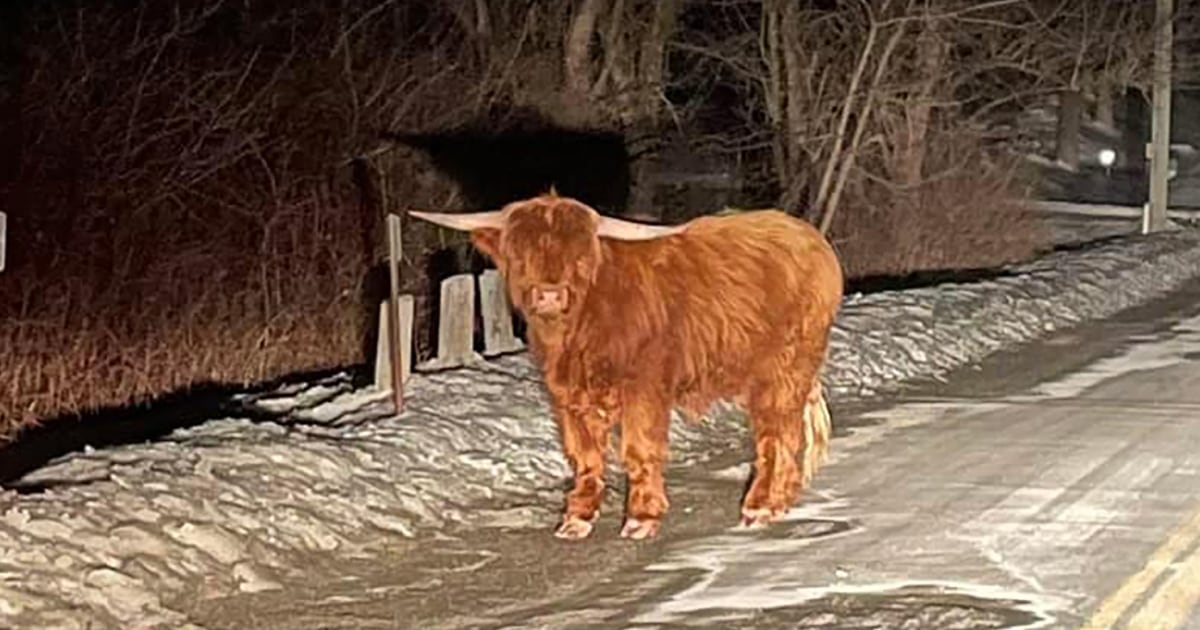 Fluffy Scottish Highland bull on the loose in Connecticut town, evading capture for days