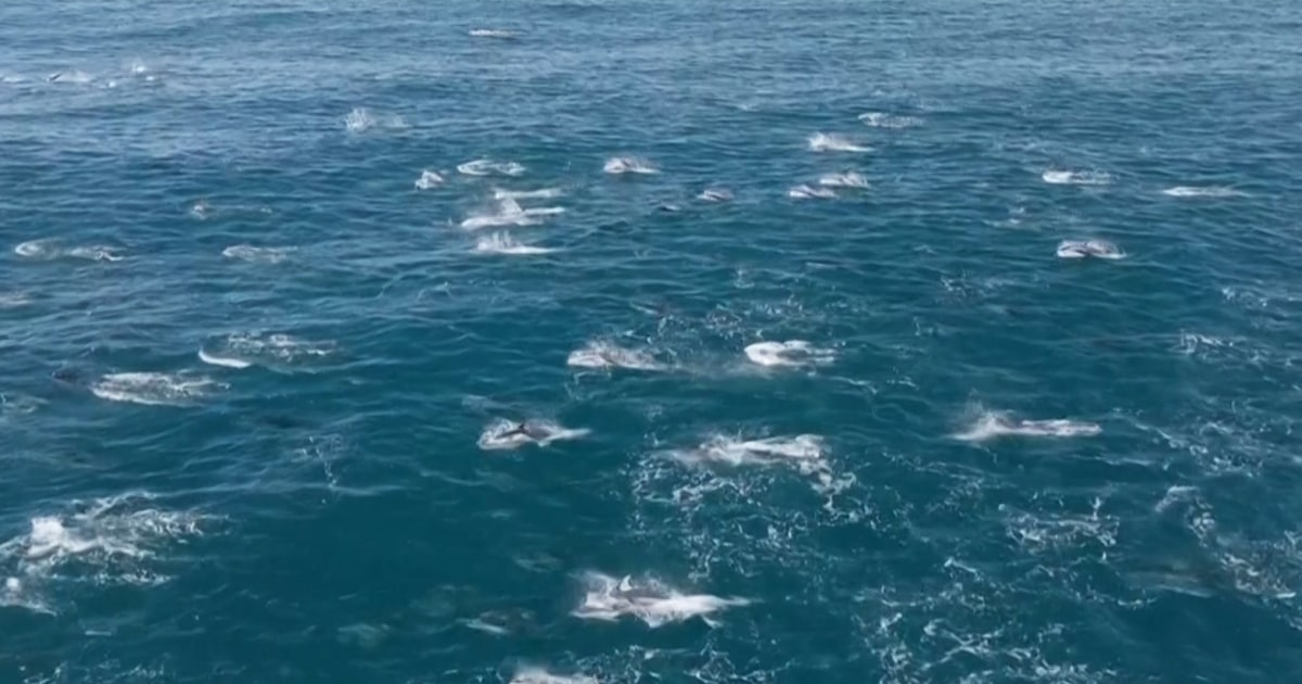 Rare video captures super pod of 2,000 dolphins breaching and playing off California