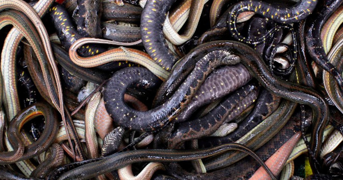 Sepientes Hallan más de 100 serpientes venenosas en el patio de una casa en Australia