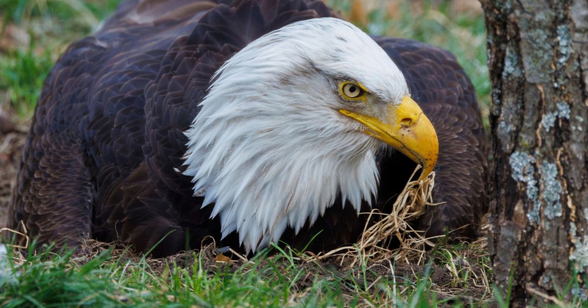 Murphy, beloved bald eagle who incubated rock and became a foster dad, dies after violent storms in Missouri