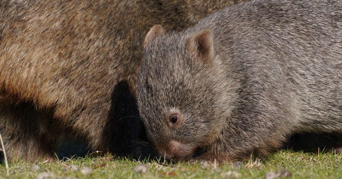 Influencer who snatched baby wombat from its mom issues apology