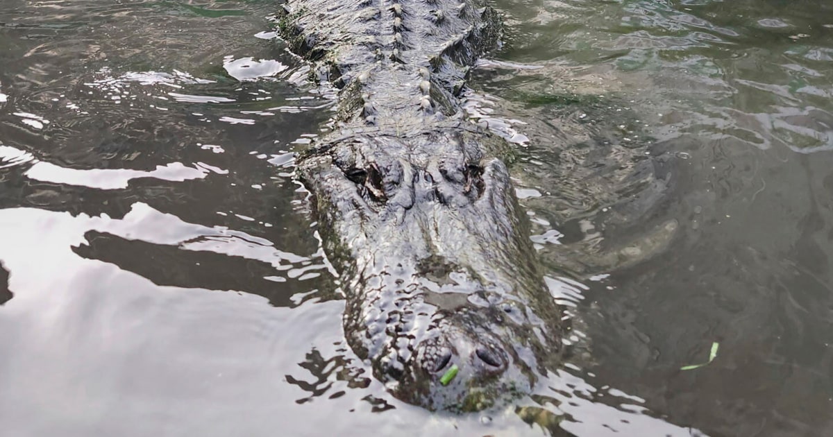 Alligator that starred in ‘Happy Gilmore’ dies of old age in Colorado