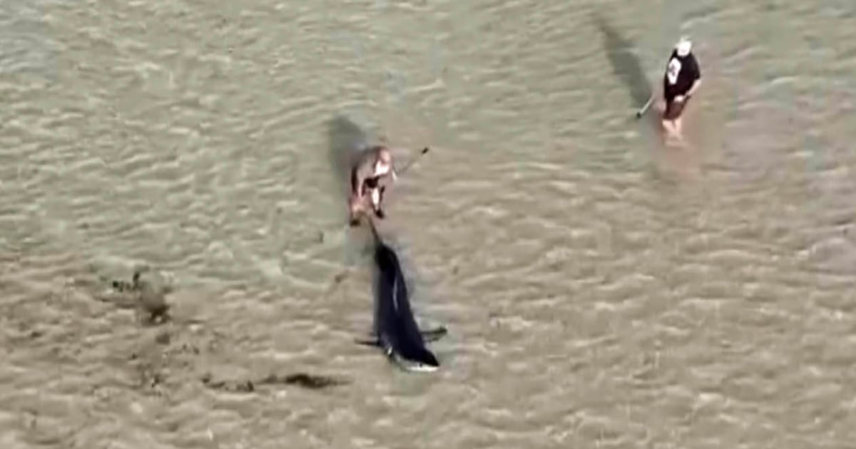 Australians Rescue Stranded Great White Shark Near Ardrossan