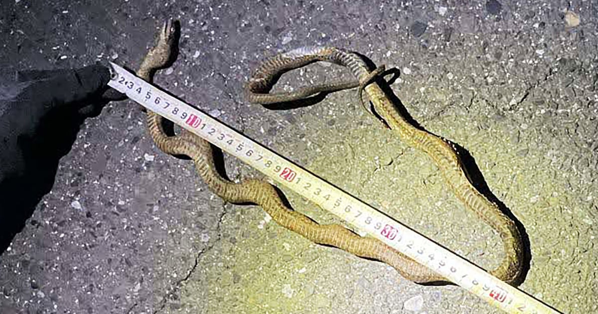 Snake on a train line: Reptile causes major delays in Japan