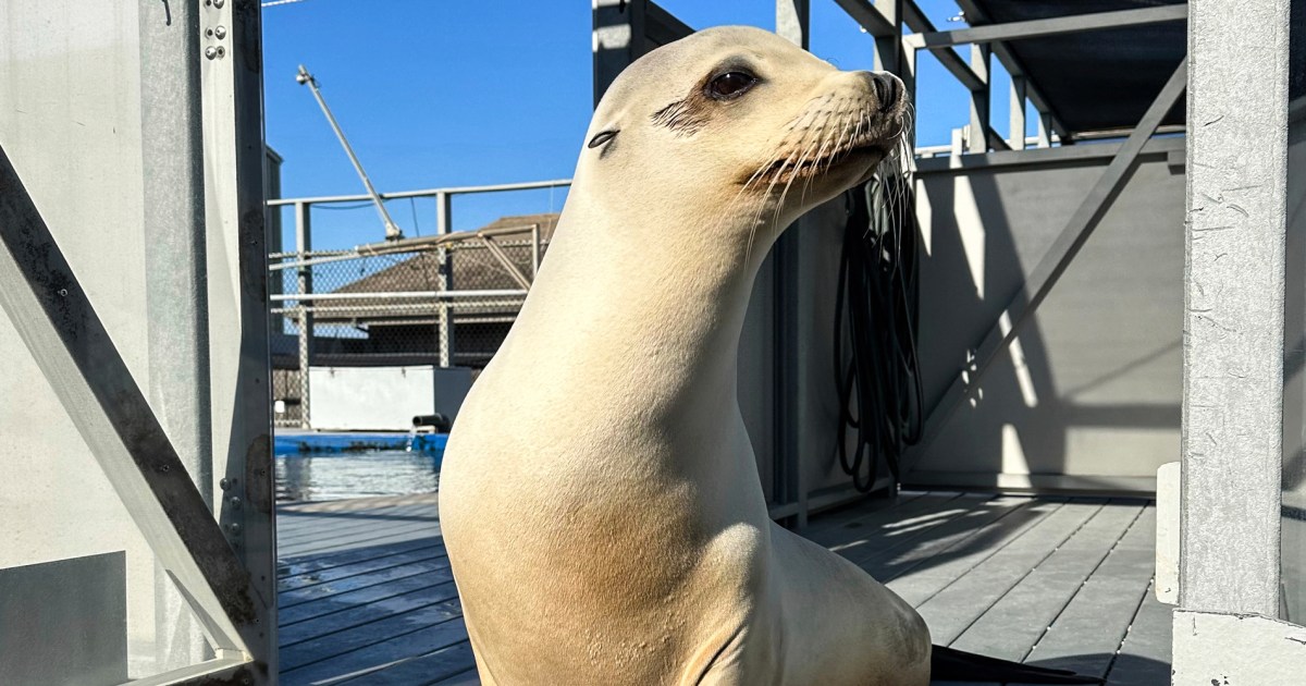 Ronan the sea lion can keep a beat better than humans