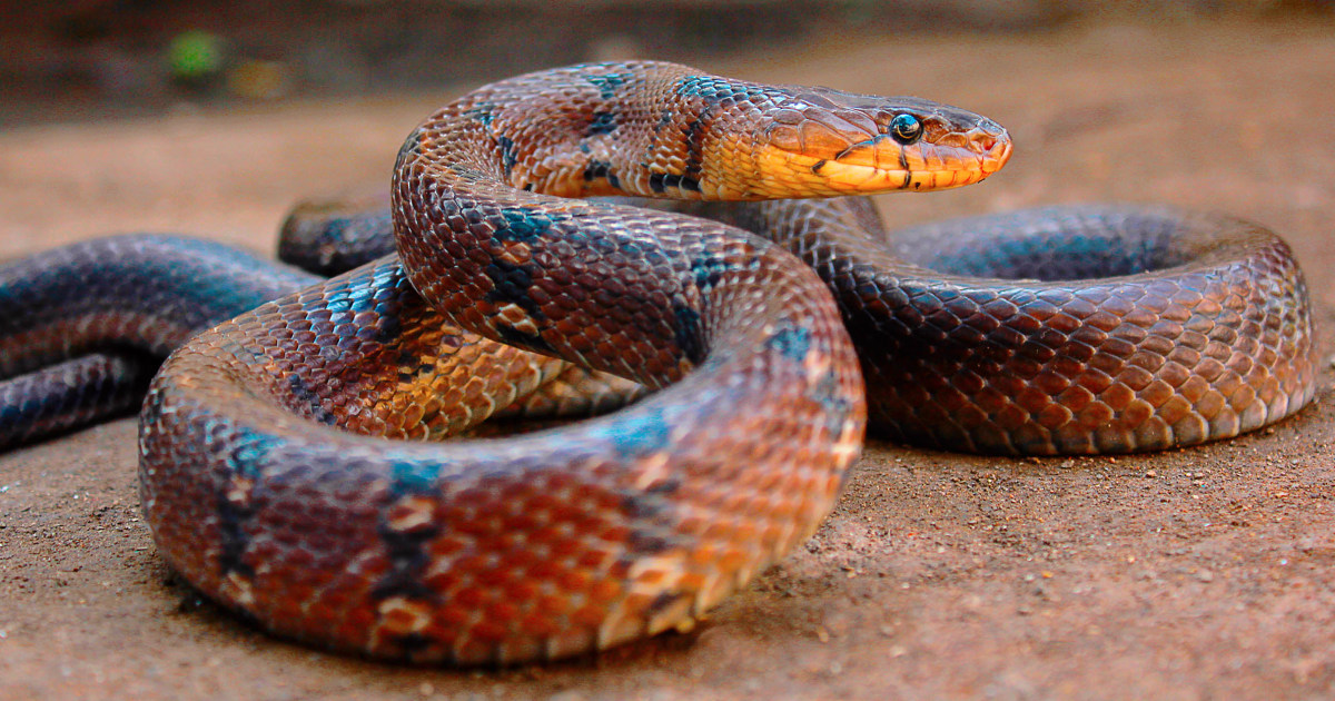 Did a dead snake in a school lunch poison dozens of children? Authorities in India investigate