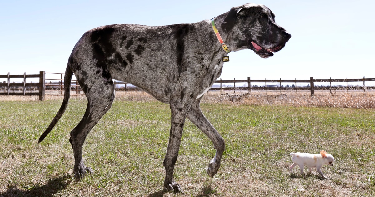 World's tallest and smallest dogs go on a playdate