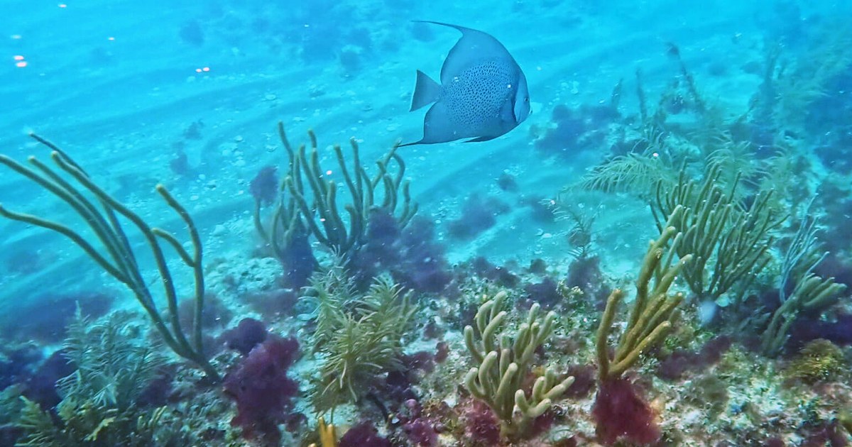 A new Miami Beach underwater art installation aims to help coral thrive