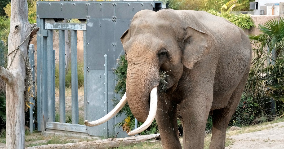 Aging elephants quietly moved from L.A. to Tulsa Zoo should be in sanctuary, advocates say