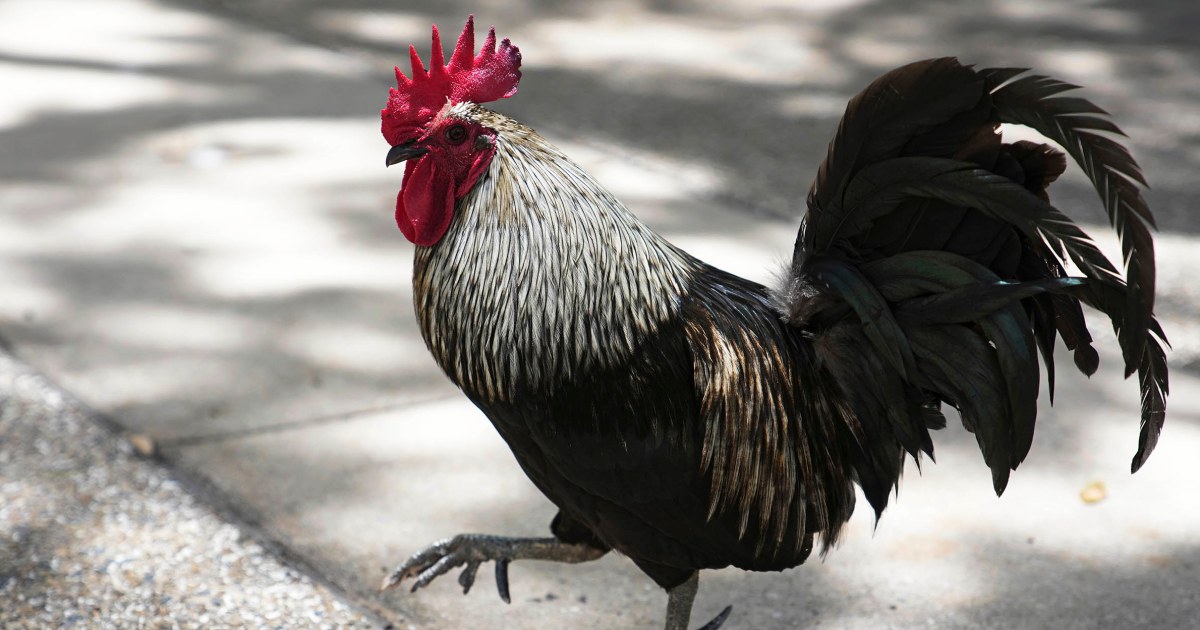 Wild chickens take over Miami while some embrace roosters as a cultural symbol