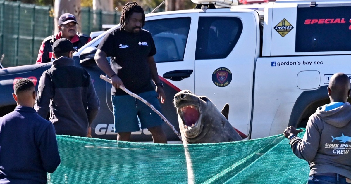 'How did you get here?': Large elephant seal found lumbering along a South African street