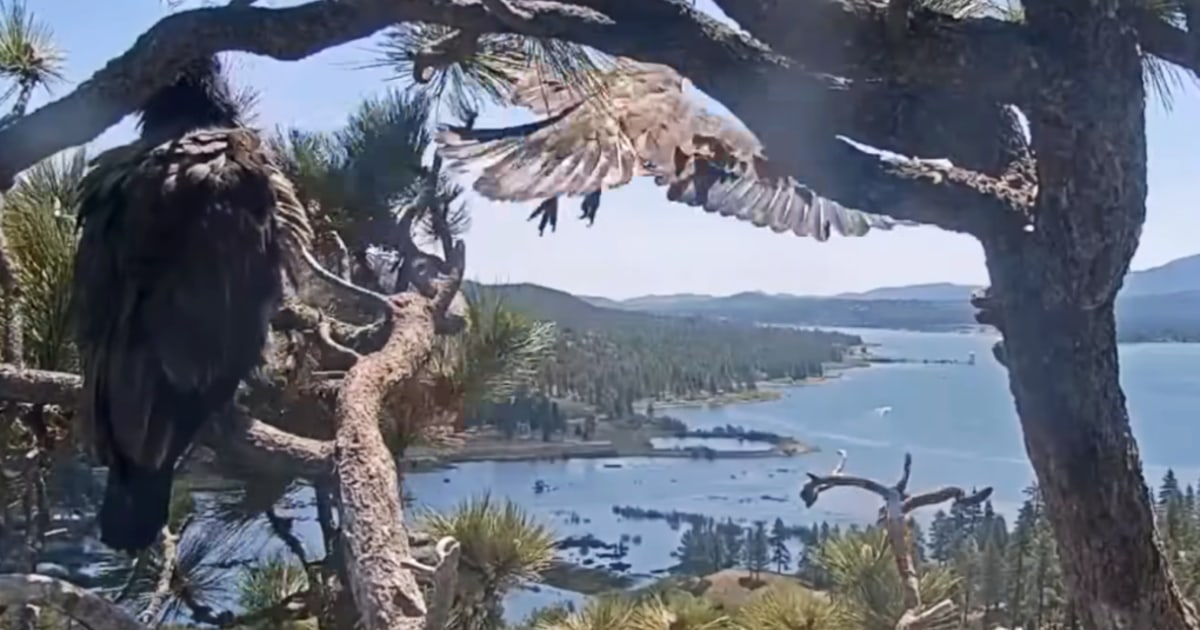 Big Bear eaglet Sunny flies from the nest for the first time