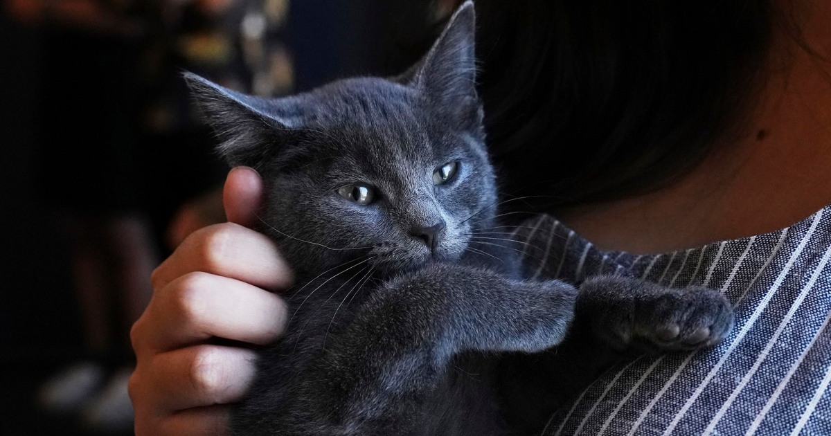 Welcome to kitten season, when animal shelters need all the help they can get