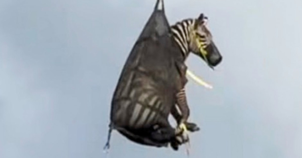 A runaway pet zebra has been captured in Tennessee