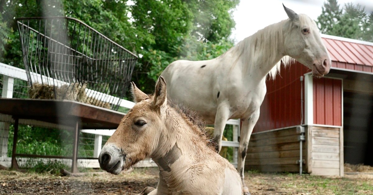 Rejected by his mother, rare wild Asian horse foal finds new mom in a grieving domestic mare