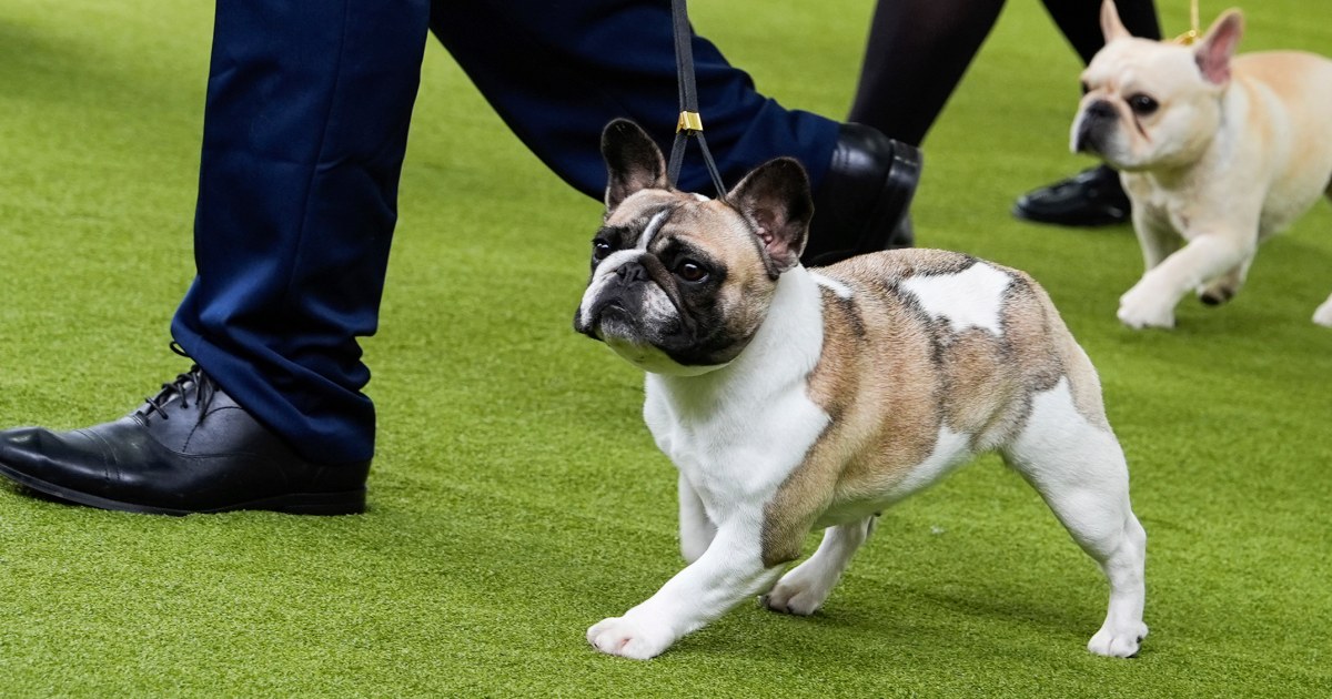 PETA files suit against American Kennel Club, demanding end to 'deformed' breeding