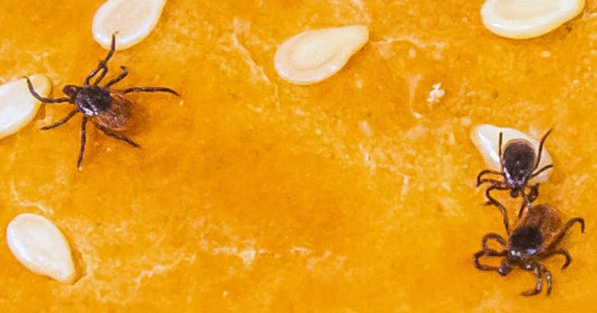 Why tick bites are sending so many people to the emergency room this summer