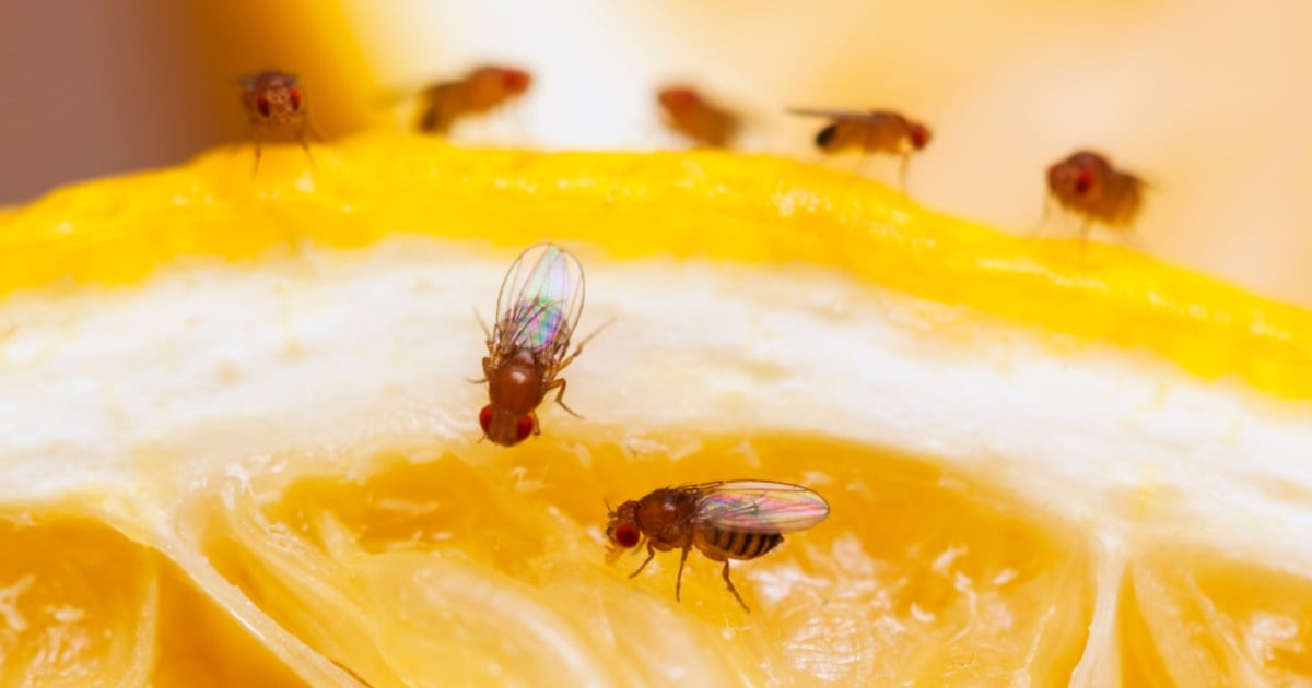 How to get rid of flies and other insects at home, according to pros