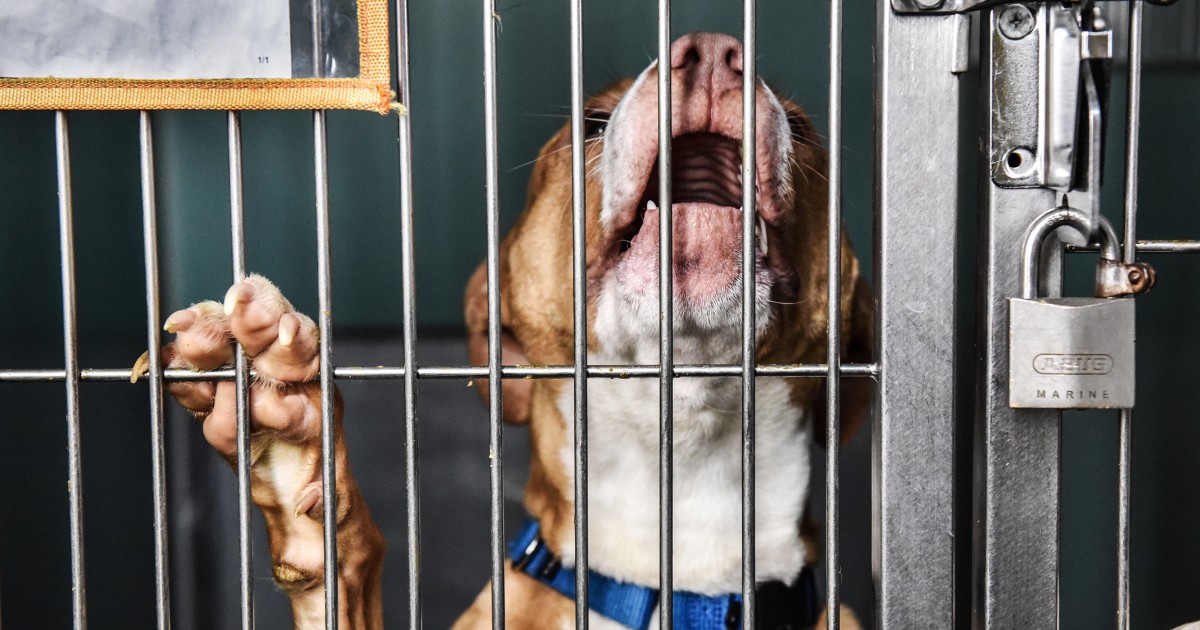 Animal Shelters Overflowing Due to Affordability Issues for Pet Owners