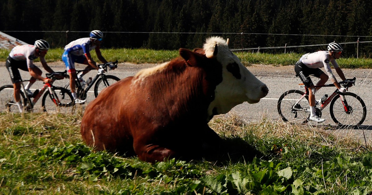 Culling of infected cows leads to shortened 19th stage of Tour de France