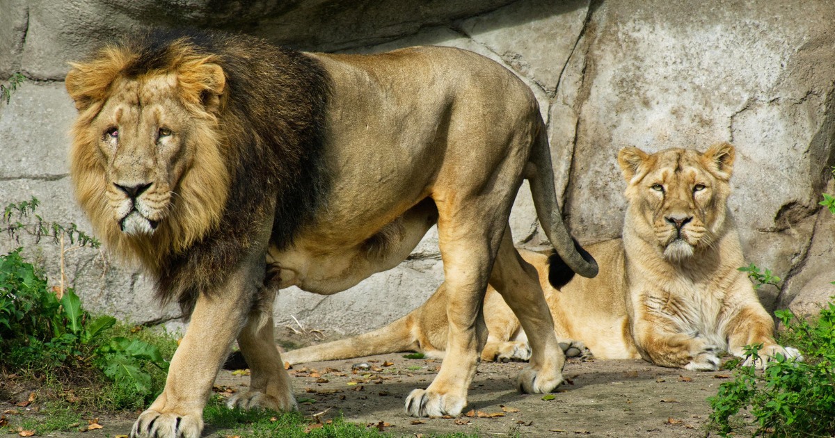 Zoo calls for unwanted pets to feed its animals
