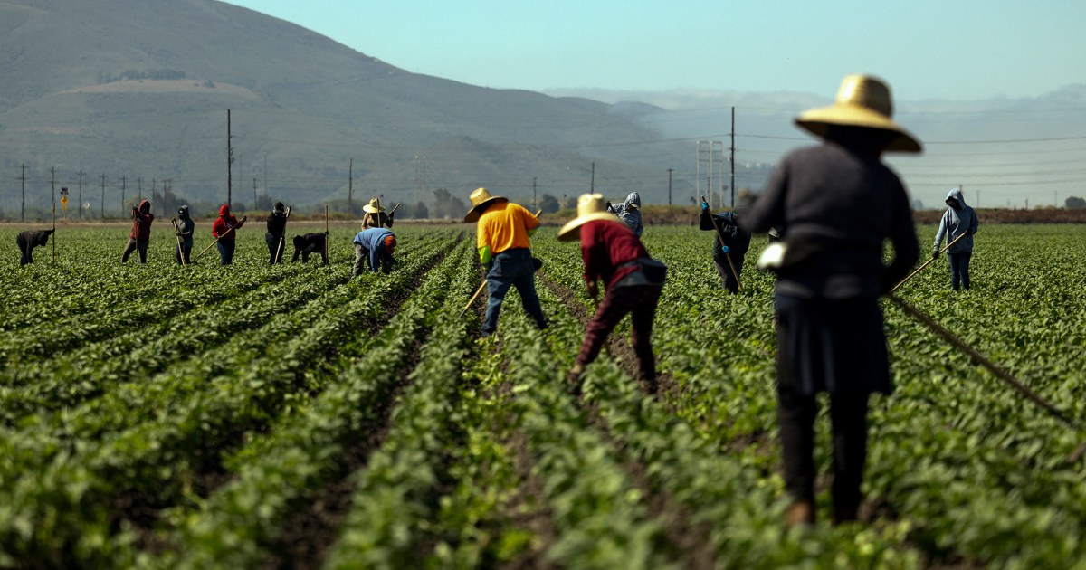 Trump suggests undocumented farm workers are ‘naturally’ designed for field work