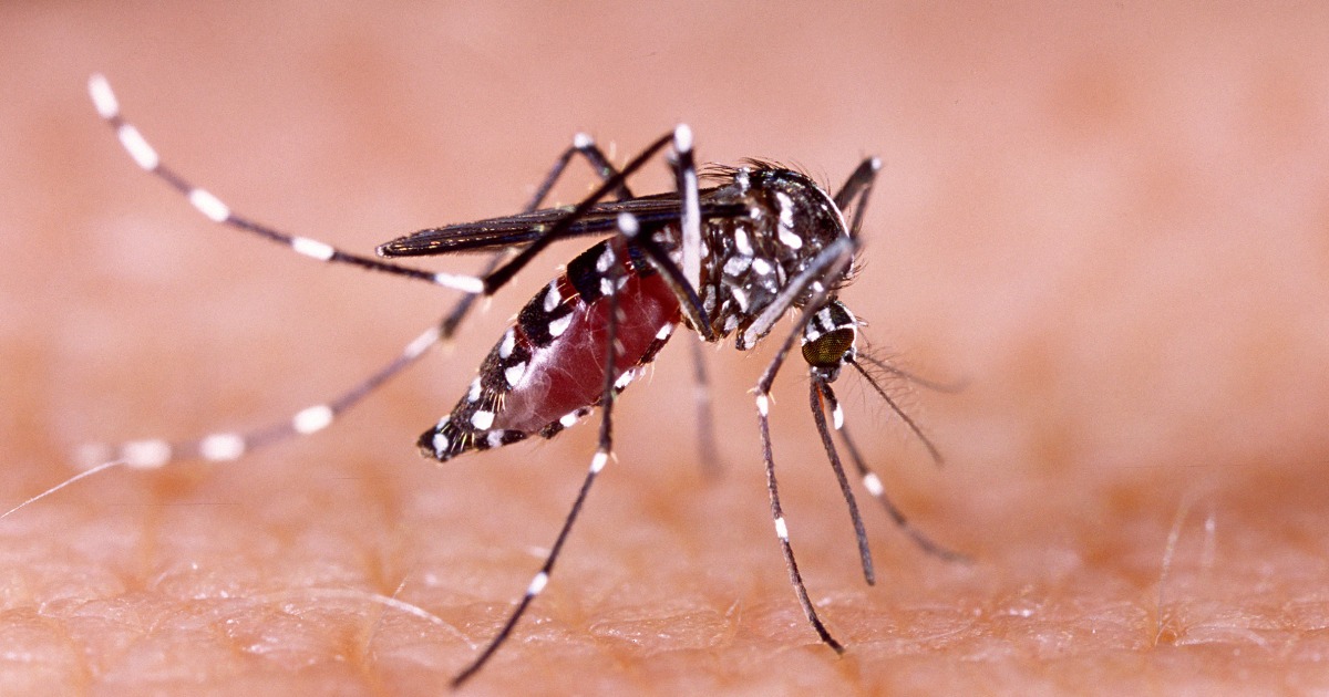 Las Vegas’ growing mosquito problem is ‘a ticking time bomb’