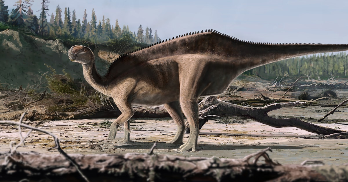 New species of dinosaur with a sail on its back is discovered in Britain