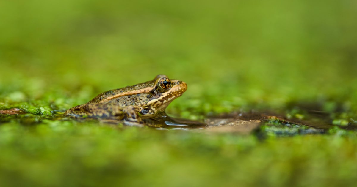 The call of a native frog is heard again in Southern California thanks to help from Mexico and AI