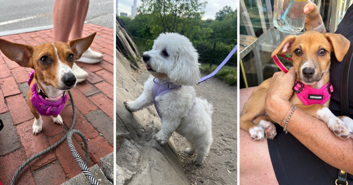 Are dog harnesses better than collars? Here’s what vets say.