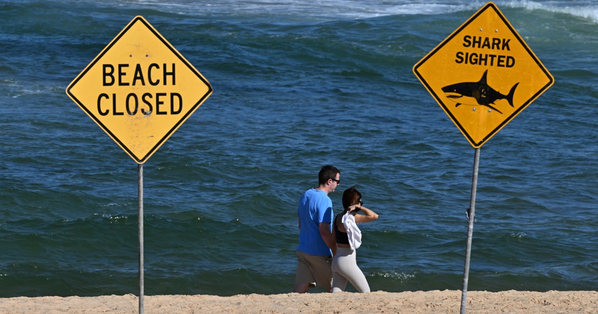 Could a Shark Attack at Sydney Beach Have Fatal Consequences?