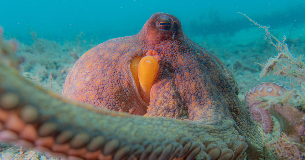 A new analysis of underwater videos shows octopuses are 'incredible multitaskers'