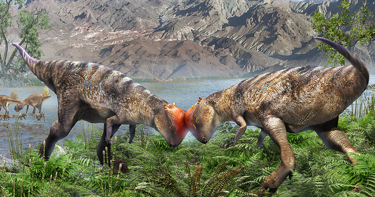 Oldest and most complete fossil of a dome-headed dinosaur is found in Mongolia