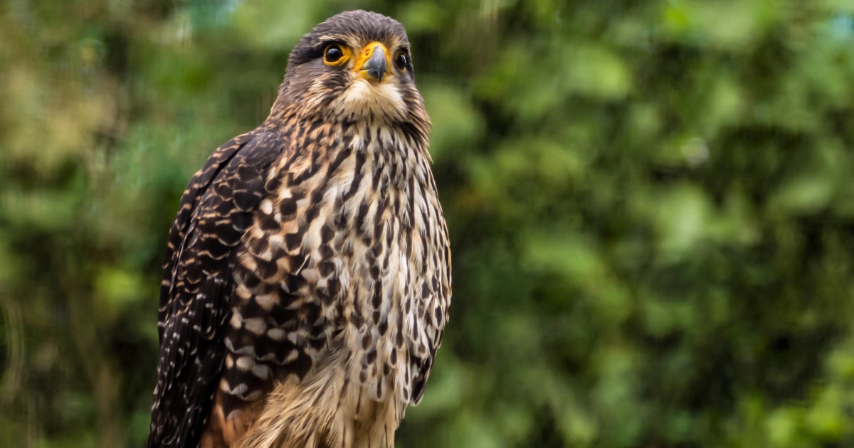 A raptor with no qualms about eating its opponents wins New Zealand’s annual bird election
