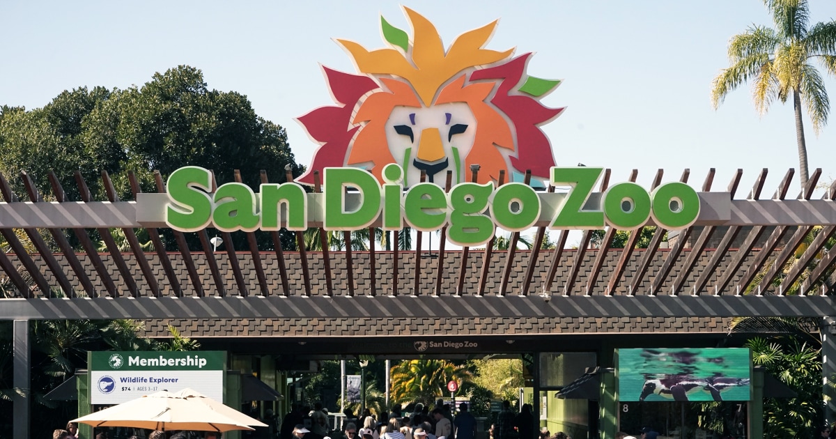 Charging gorilla named Denny breaks glass barrier at San Diego Zoo enclosure