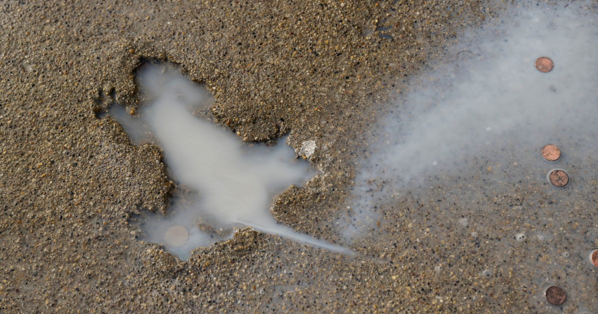 Chicago's 'rat hole' sidewalk landmark was likely made by a squirrel or muskrat, researchers say