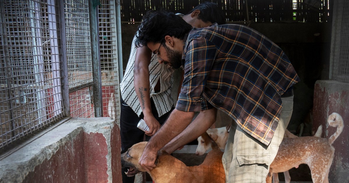 Islamabad High Court Orders Vaccination, Not Killing, of Stray Dogs