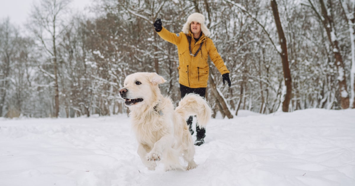 How To Keep Dogs Warm In The Winter: Vet-Approved Safety Tips