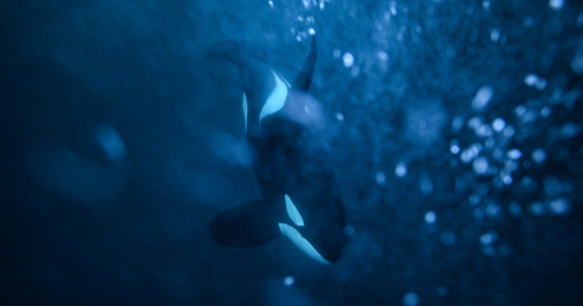 Videos show orcas hunting great white sharks, eating their livers