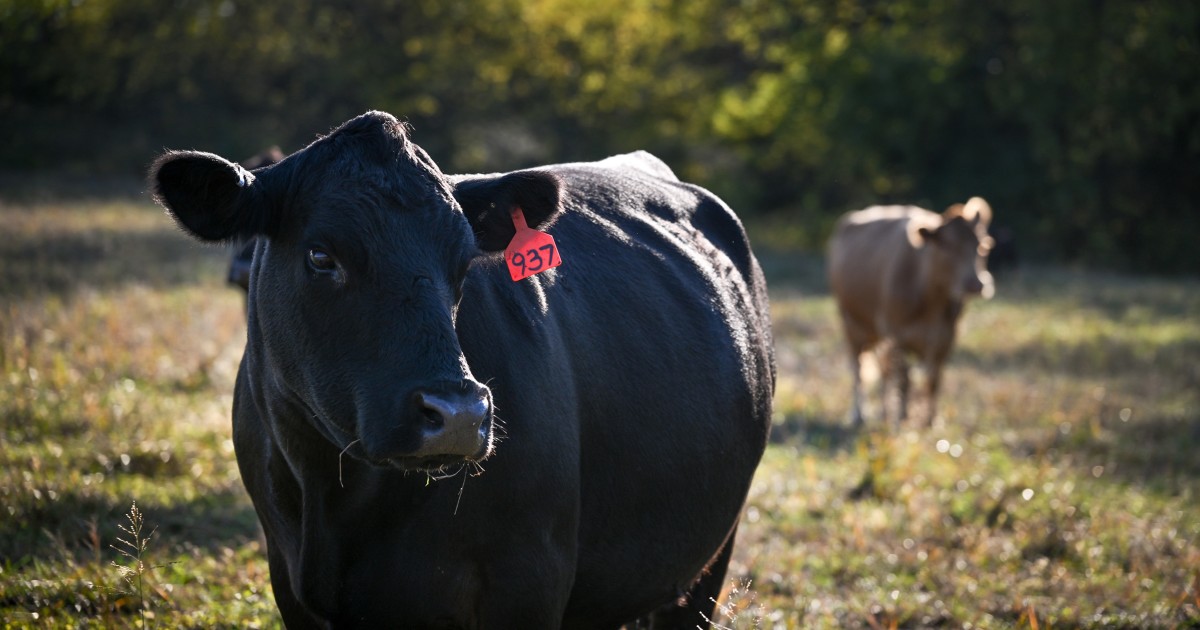 Trump's Meatpacking Probe Sparks MAGA Skepticism Amid Ongoing Beef with Administration